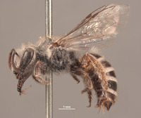 Colletes algarobiae image