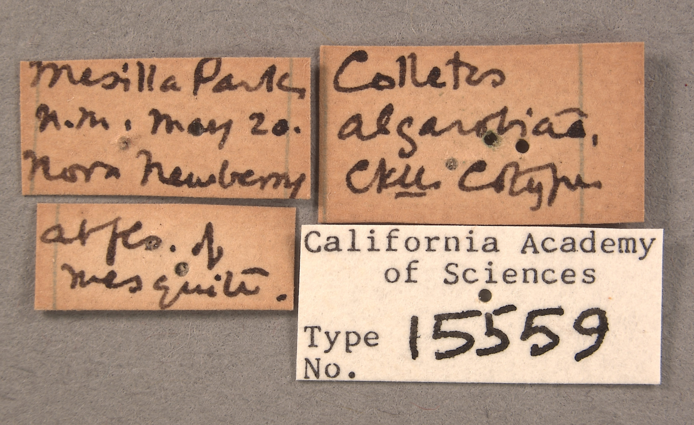 Colletes algarobiae image