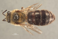 Image of Colletes andrewsi