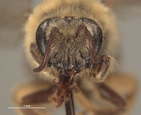 Colletes andrewsi image