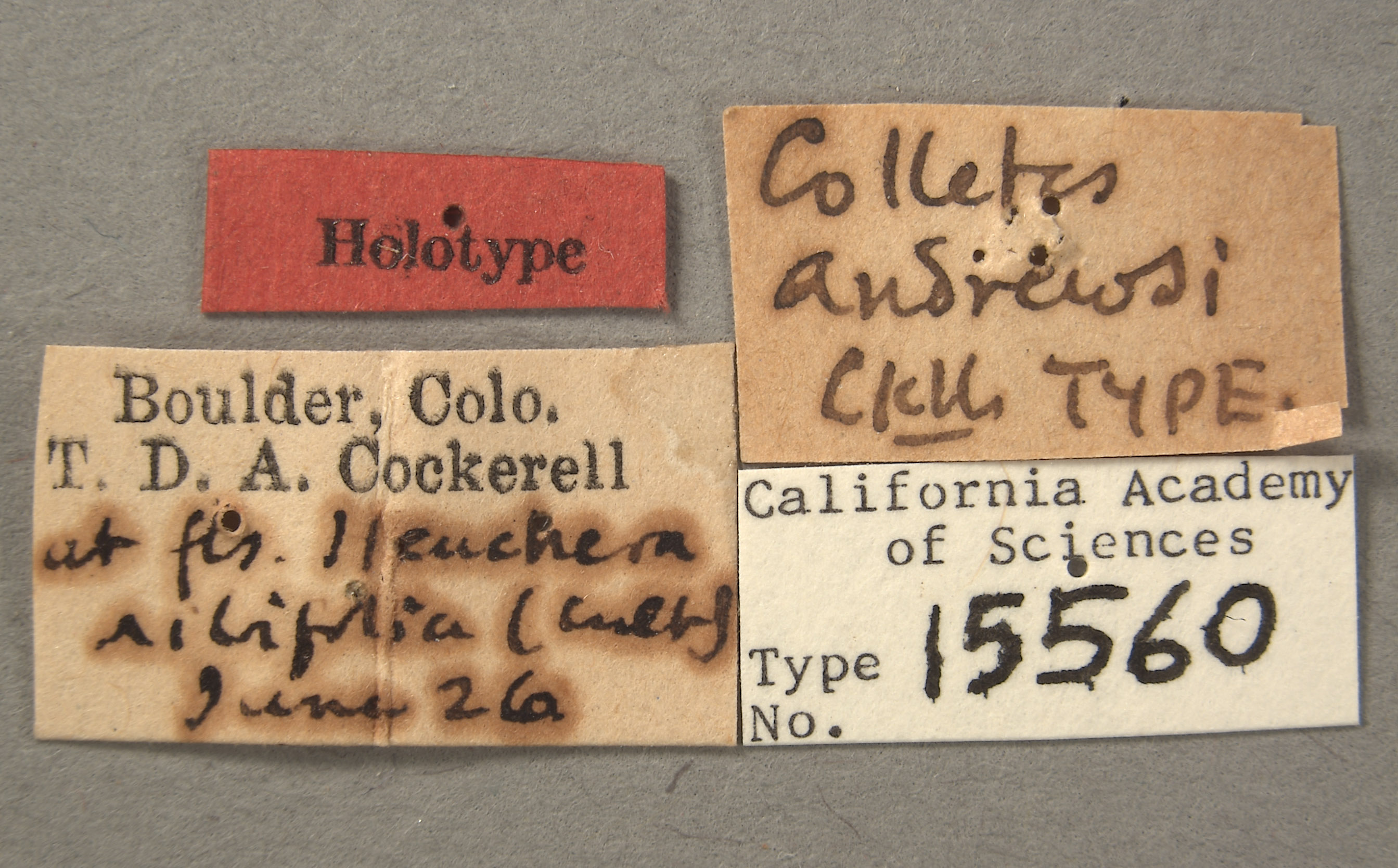 Colletes andrewsi image