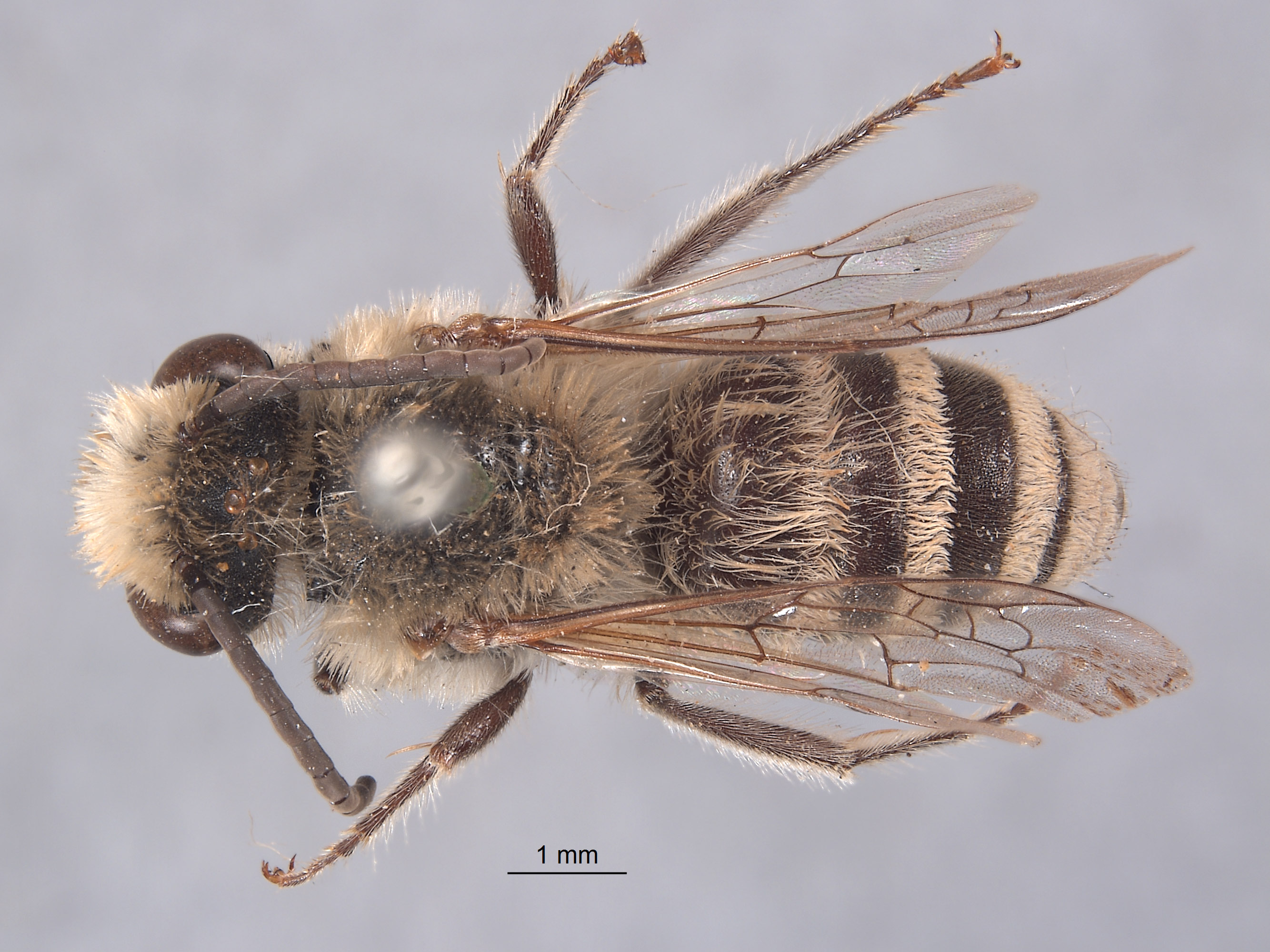 Colletes angelicus image