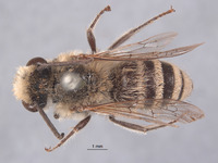 Image of Colletes angelicus