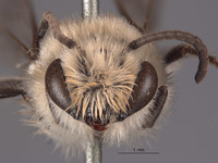 Colletes angelicus image