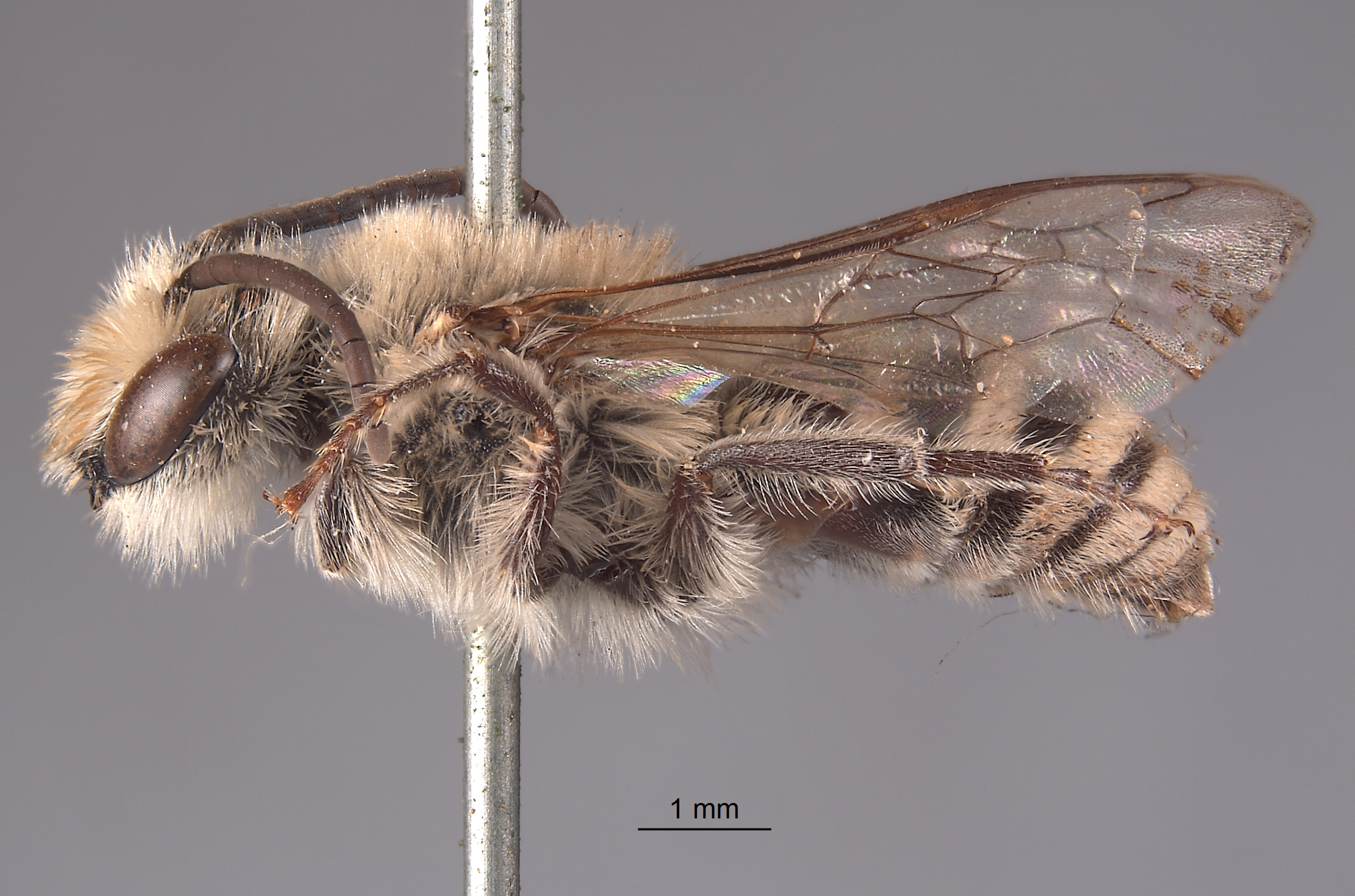 Colletes angelicus image