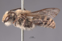 Colletes angelicus image