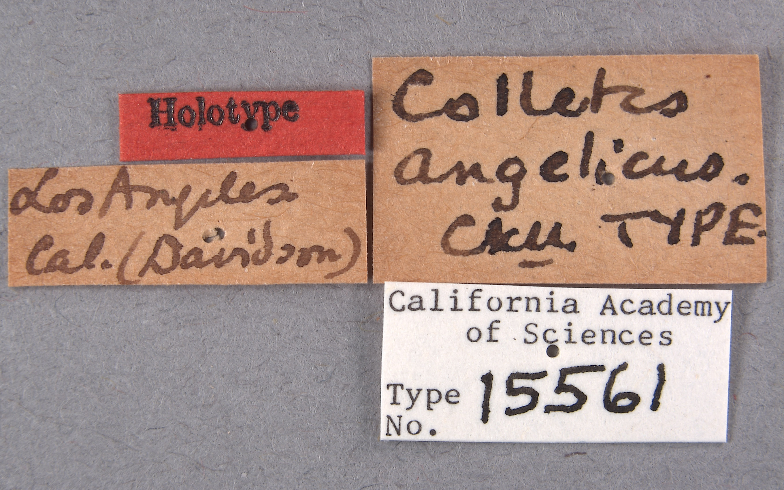 Colletes angelicus image