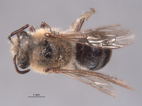 Colletes cauponarius image