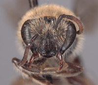 Colletes cauponarius image