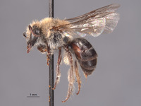 Colletes cauponarius image