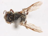 Heriades sauteri image