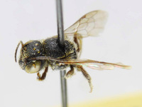 Heriades sauteri image