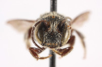 Heriades sauteri image