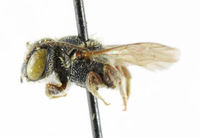 Heriades sauteri image