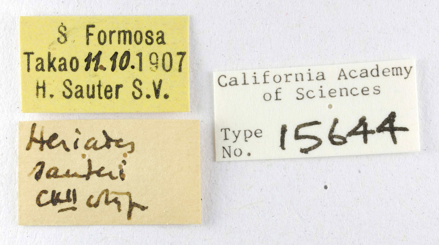 Heriades sauteri image