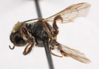 Heriades sauteri image