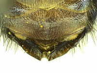 Osmia wheeleri image