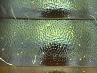 Osmia wheeleri image