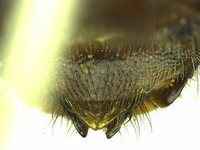 Osmia wheeleri image