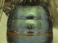 Osmia wheeleri image