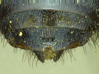 Osmia wheeleri image