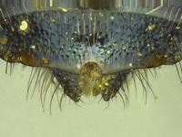 Osmia wheeleri image