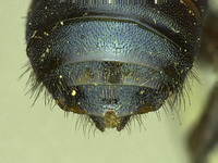 Osmia wheeleri image