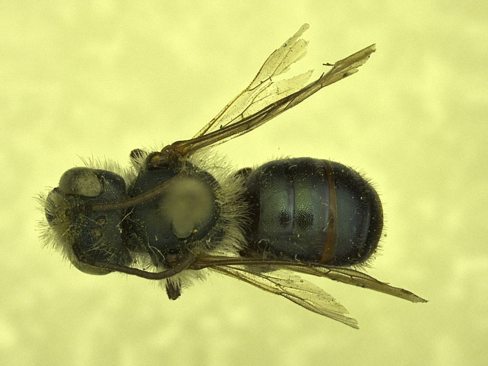 Osmia wheeleri image