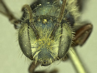Osmia wheeleri image
