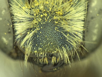 Osmia wheeleri image