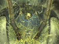 Osmia wheeleri image