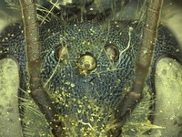 Osmia wheeleri image
