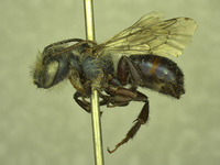 Osmia wheeleri image