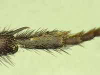 Osmia wheeleri image