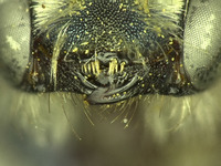 Osmia wheeleri image