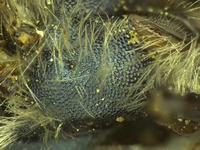 Osmia wheeleri image