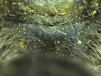 Osmia wheeleri image