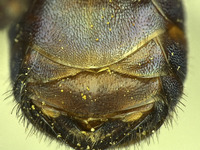 Osmia wheeleri image