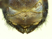 Osmia wheeleri image