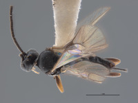 Image of Pholetesor powelli