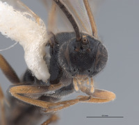 Pholetesor powelli image