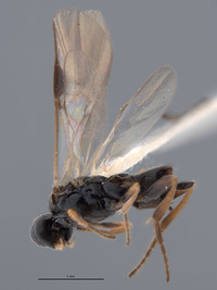 Pholetesor powelli image