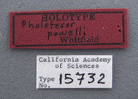 Pholetesor powelli image