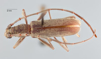 Cerambyx minutum image