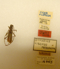 Cerambyx minutum image