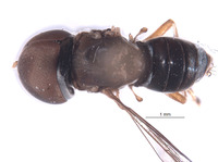Elmohardyia argentocincta image