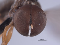 Elmohardyia argentocincta image