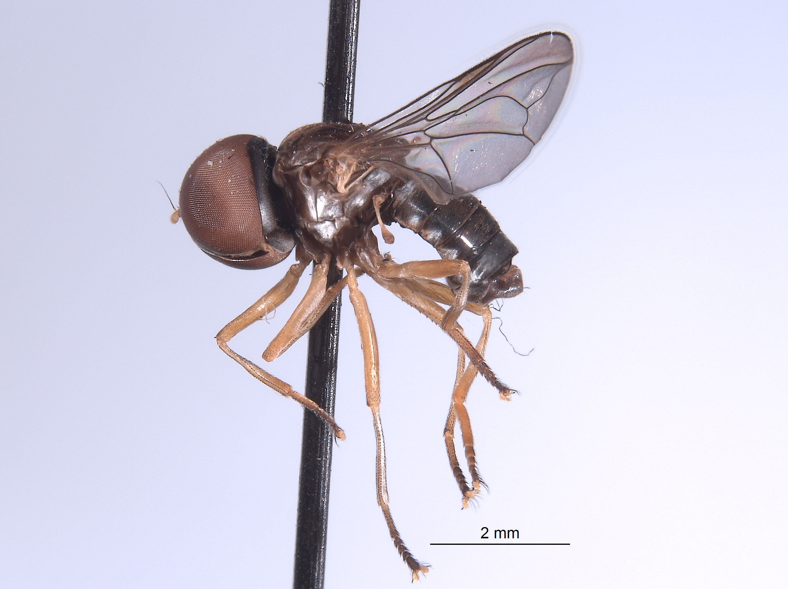 Elmohardyia argentocincta image