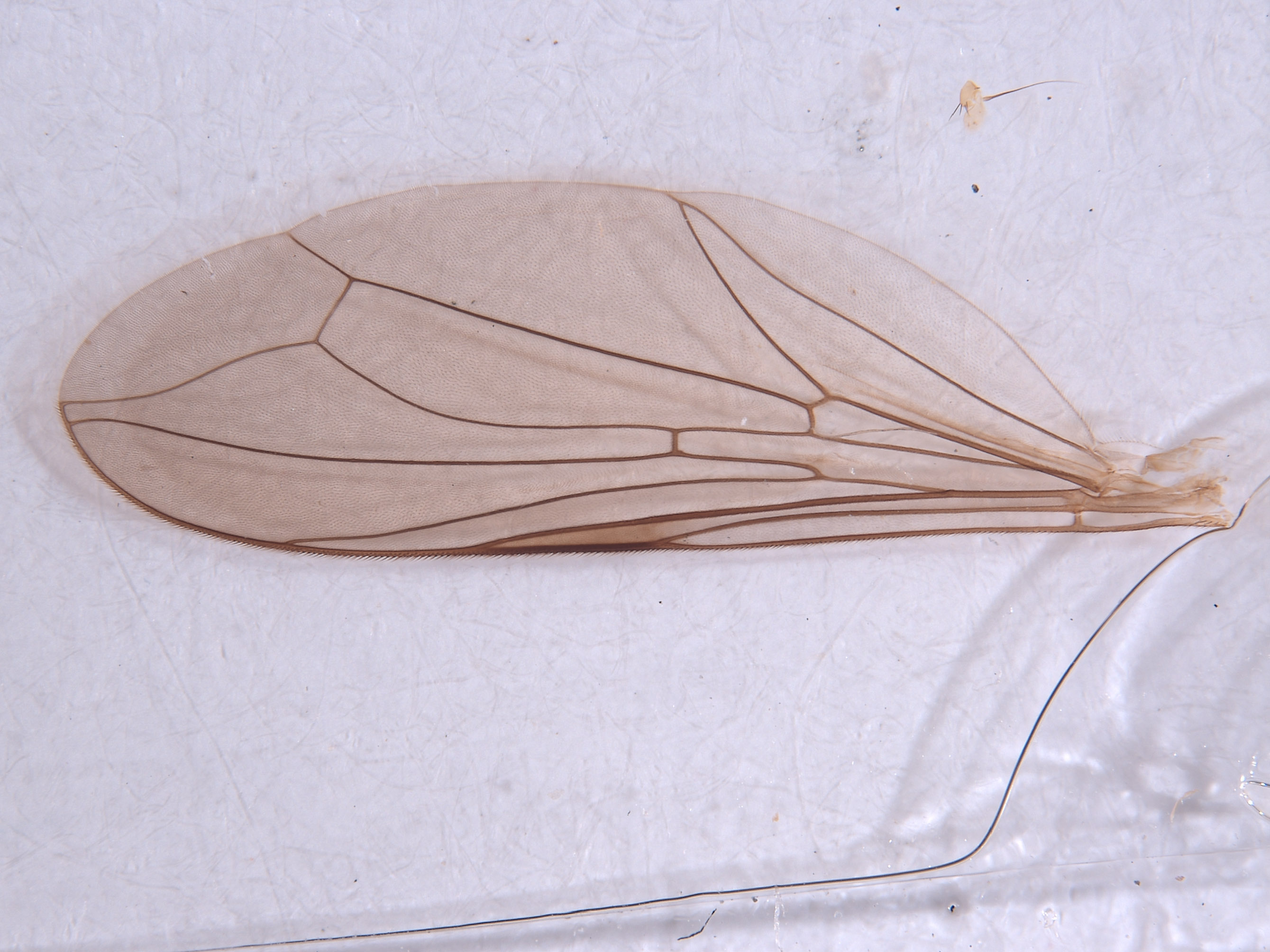 Elmohardyia argentocincta image