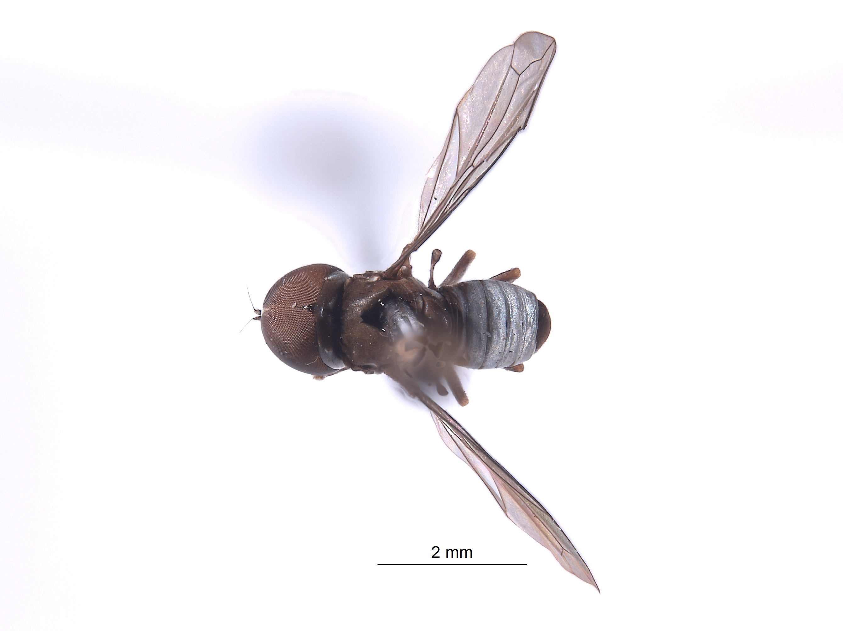 Elmohardyia argyrogaster image